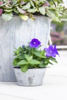 Platycodon grandiflorus 'Astra Blue' in small metal container