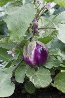 Solanum melongena 'Rosa Bianca' - Aubergine 'Rosa Bianca' 