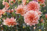 Dahlia 'Mister Frans' 