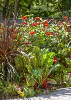 Annual mix with Swiss Chard, summmer July