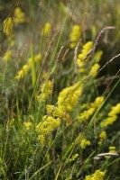 Lady's Bedstraw - Galium verum on calcareous downland