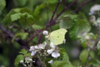 Gonepteryx rhamni - Brimstone butterfly feeding on Bramble -  Rubus fruiticosus