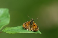 Large Skipper Butterfly - Ochlodes sylvanus on Alder Buckthorn leaf - Frangula alnus