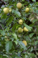 Prunus cerasifera 'Golden Sphere' (F) - Yellow Plums