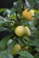 Prunus cerasifera 'Golden Sphere' (F) - yellow plums