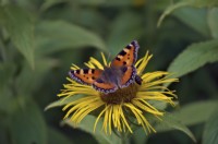 Inula hookeri with Small Tortoiseshell Butterfly - Aglais urticae