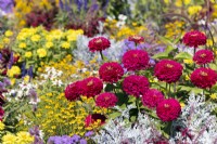 Annual mix with Zinnia, summer August