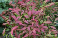 Nandina domestica 'Firepower'