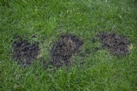 Lawn reseeding in patches