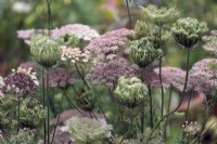 Daucus carota 'Dara' - coloured carrot flowers and developing seedheads