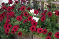 Petunia 'Tidal Wave Red Velour' following an overwintering in an outside planter