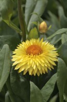 Xerochrysum Granvia 'Gold'