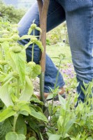 Digging up Phlomis plants to move them for replanting
