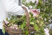 Dead heading roses, Rosa 'Maid of Kent' using secateurs and a trug