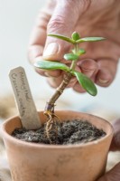 Replanting a Crassula ovata, Money plant cutting into a bigger pot