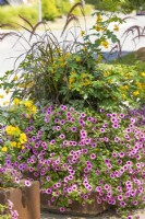 Plant container with annuals and Senna, summer  August