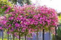 Petunia mix, summer August