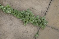 Plants growing through cracks in paving slabs