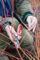 Taking hardwood cuttings from Cornus 'Magic Flame' for propagating