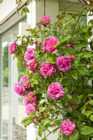 Rosa 'Zephirine Drouhin', pink flowering thornless climbing rose 