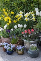 Pots of white Tulipa 'Diana', red Greigii tulips, Narcissus 'Smiling Sun' and 'Sweetness', hyacinths, grape hyacinths and Viola 'Sorbet Marina'.