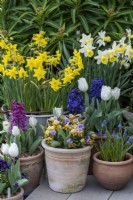Pots of Narcissus 'Smiling Sun' and 'Sweetness', edged in pots of grape hyacinths, hyacinths, tulips and violas.