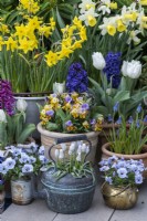 A copper kettle planted with Muscari 'Siberian Tiger', flanked by pots of Viola 'Sorbet Marina'. Behind, pots of grape hyacinths, hyaciinths and daffodils.
