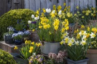 An aluminium preserving pan is planted with Narcissus 'Sweetness', and surrounded by pots of Narcissus 'Smiling Sun' and 'Jetfire', annual violas and grape hyacinths.