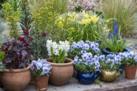 Pots and teapots planted with Viola 'Sorbet Marina', daffodils, grape hyacinths, hyacinths, euphorbia and heuchera.