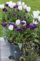 'White Dream' tulips mixed with maroon 'Alison Bradley' tulips, in vintage copper  pots.