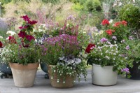 Left: Clematis 'Nubia', a compact clematis with its roots shaded by nemesias and lobelia. Middle: Heuchera 'Silver Gumdrop', coral bells, in terracotta pot with Nemesia 'Framboise' and white bacopa. Right: Nemesia 'Amelie' with lilac, ivy-leaf pelargonium.