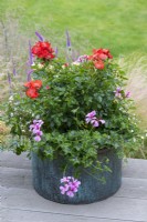 Copper container planted with a single-flowered Rosa 'Flower Carpet', white bacopa and lilac ivy-leaf pelargonium.