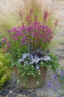 Heuchera 'Silver Gumdrop', coral bells, in terracotta pot with Nemesia 'Framboise' and white bacopa.