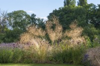 Stipa gigantea, golden oats, a dramatic ornamental grass backlit by the sun,  stands tall above drumstick allium.