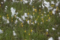 Bog Asphodel - Narthercium ossifragum with Eriophorum angustifolium - Cotton grass on Dartmoor, UK