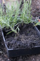 Softwood Lavandula Lavender cuttings taken in mid May well rooted 5 weeks later