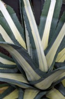 Agave americana 'Mediopicta Alba' - Century Plant