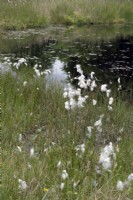 Eriophorum angustifolium - Cotton grass on wet boggy ground Dartmoor, UK