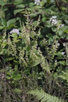 Wood Sage - Teucrium scorodonia