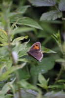 Meadow brown butterfly - Maniola jurtina