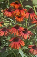 Echinacea 'Orange Skipper'