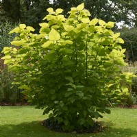 Catalpa bignoniodes 'Aurea' - golden Indian bean tree - pollarded each year to create big leaves