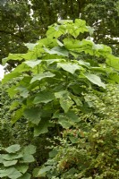 Paulownia fargesii pollarded each year to create big leaves
