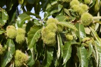 Castanea sativa - sweet chestnut