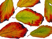 Autumn leaves of Hamamelis vernalis Amethyst