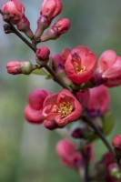 Chaenomeles speciosa 'Friesdorfer', Japanese quince, a thorny, deciduous, wide-spreading shrub with clusters of pretty flowers in spring.