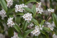 Daphne bholua 'Spring Herald', a highly scented, semi-evergreen shrub that flowers in winter from February.