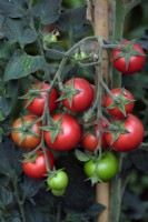 Solanum lycopersicum Barbarella tomato