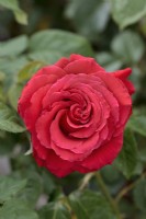 Rosa 'Ruby Wedding 40th Anniversary' - Harbonny