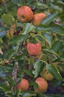 Apple - Malus domestica 'Jupiter'